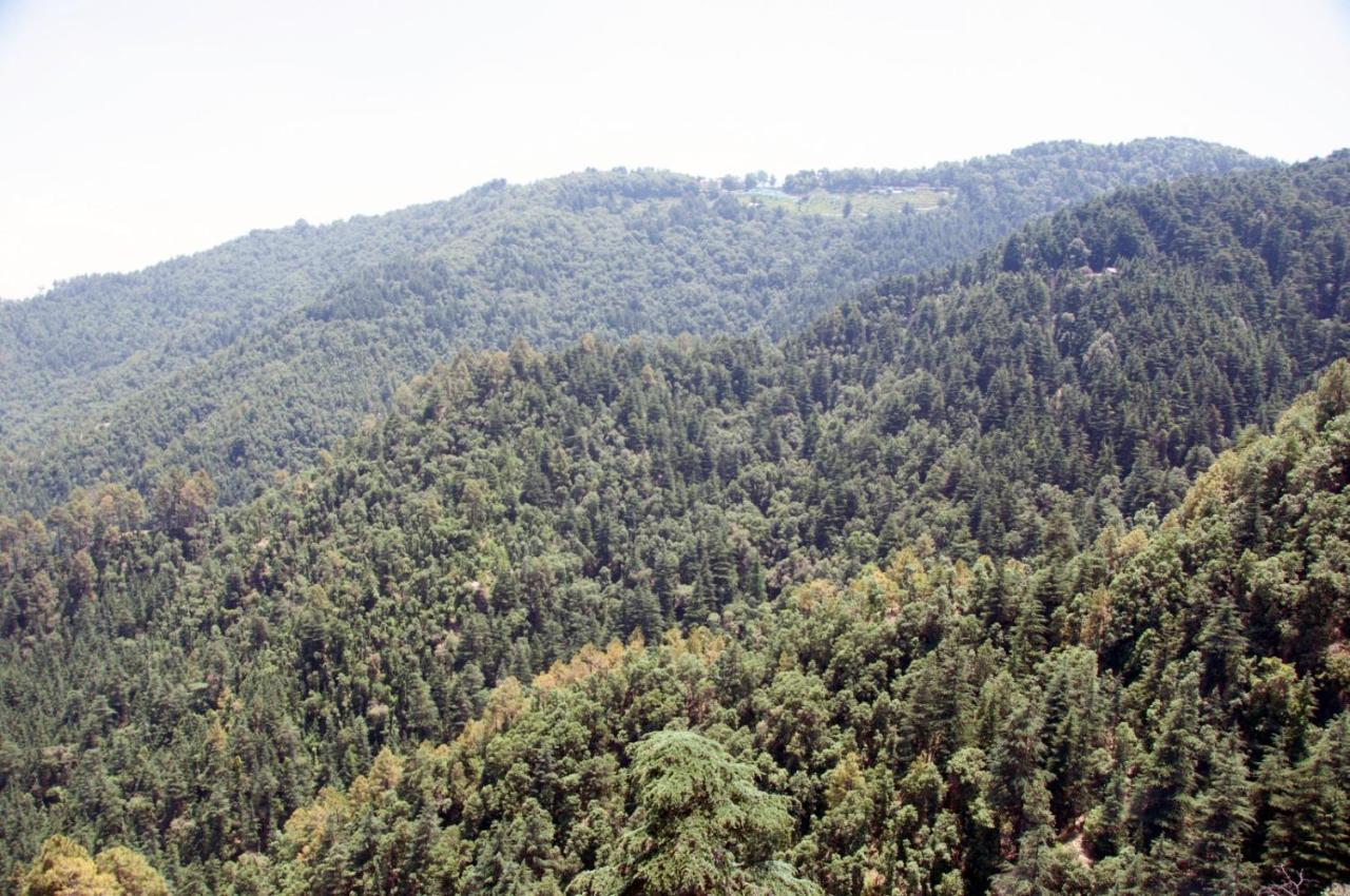 Summer Hill Resort Chail Extérieur photo